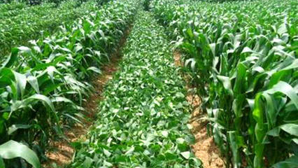 德州今年玉米大豆带状复合种植30万亩,有哪些技术难点?一起来看